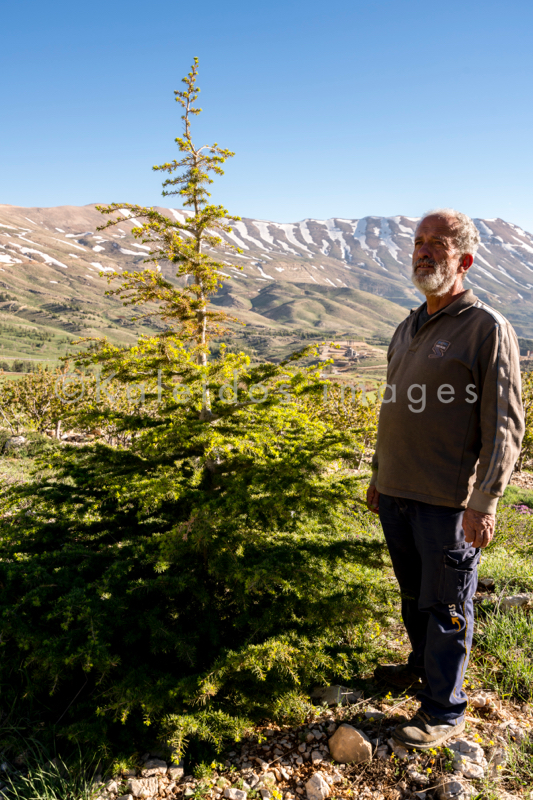 Al Arz;Kaleidos;Kaleidos images;Lebanon;Middle East;Near East;Tarek Charara;Youssef Tawk;Cedars;Cedars of Lebanon;Cedrus libani